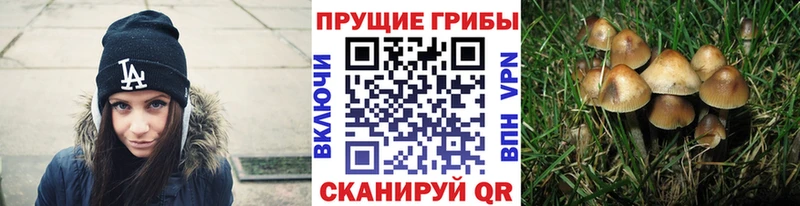 Галлюциногенные грибы прущие грибы  хочу наркоту  Серафимович 
